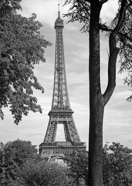 Tronc d'arbre en parallèle de la Tour Eiffel